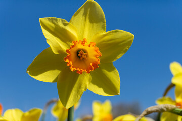 yellow daffodil flowers