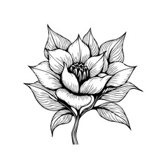 Elegant floral illustration showcasing delicate petals and intricate line work creating a captivating botanical art piece