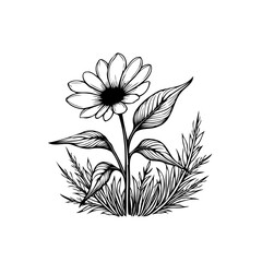 Elegant black and white daisy flower illustration with detailed leaves and stems artfully arranged making a delicate beautiful composition