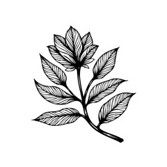 Botanical illustration of an abstract flower branch with leaves hand drawn sketch art design isolated