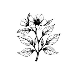 A beautifully detailed botanical illustration of a blooming flower stem with leaves and petals in black