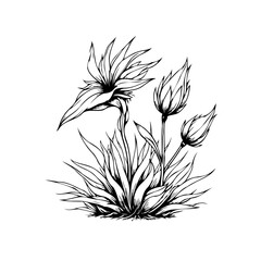 Detailed botanical illustration showcasing a unique flower species with buds in monochrome drawing style