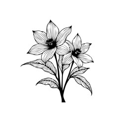 Elegant botanical illustration of lily flowers with delicate line art in black and white graphic design