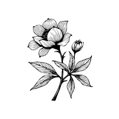 Elegant botanical illustration of a blooming flower with intricate line work, perfect for creative designs