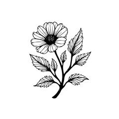Elegant botanical illustration of a daisy flower with leaves creates a harmonious floral design perfect for various applications
