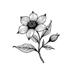 Elegant floral line art illustration showcasing a blossoming flower with delicate petals and foliage design