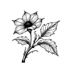 Botanical illustration featuring a delicate flower with intricate details and elegant leaves, perfect for artistic projects