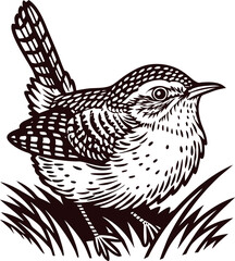 Detailed hand drawn illustration of a wren perched on grass in vintage engraved in black and white