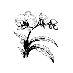Naklejka premium Elegant orchid flower drawing showcasing delicate petals and leaves in a botanical illustration isolated