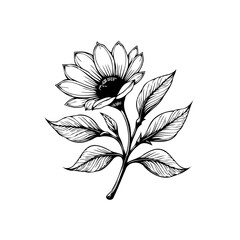Elegant botanical illustration showcasing a detailed sunflower drawing with intricate leaf line work in monochrome