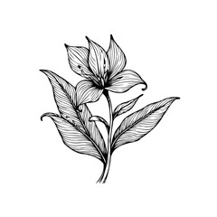 Elegant floral botanical illustration with detailed line work showcasing a beautifully rendered botanical design