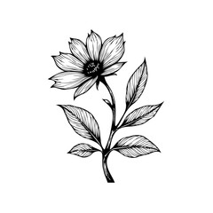 Delicate flower sketch showcasing botanical elegance with intricate line work and simplistic beauty highlighting nature's detailed design