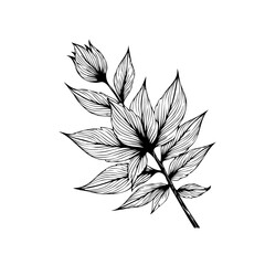 Botanical illustration showcasing a detailed plant branch with intricate leaf patterns creating a natural artistic element