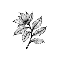 Elegant floral illustration displaying a hand drawn style with intricate details on a white background