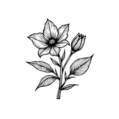 Elegant botanical illustration showcasing a delicate flower with intricate line work and a budding blossom enhancing the artwork
