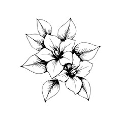 Elegant flower illustration with detailed petals, leaves, a vintage floral sketch, perfect for romantic designs and decorative projects
