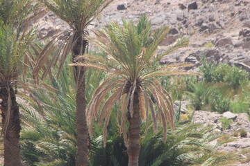 Palm Tree in the Desert