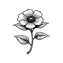 Elegant monochrome floral illustration showcasing a detailed poppy flower with leaves and stem on white background