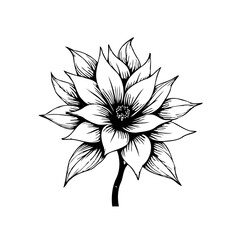 Elegant hand drawn floral illustration showcasing delicate petals with a captivating monochrome aesthetic and striking artistry