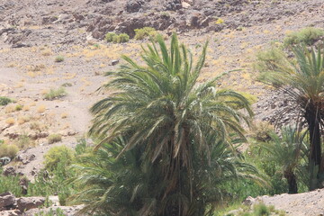 Palm Tree in the Desert