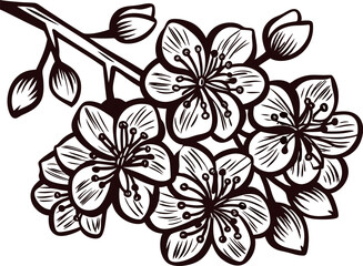 Fototapeta premium vintage engraved branch of cherry blossoms with blooming flowers and buds in detailed black and white illustration