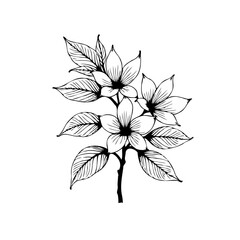 Elegant floral design featuring delicate blossoms and leaves a beautiful botanical illustration simple aesthetic