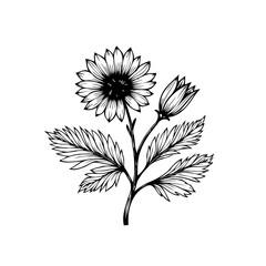 Delicate floral drawing features a detailed flower and bud with intricate leaves and stems in black and white