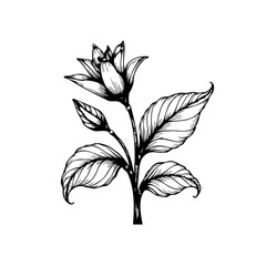 Elegant floral botanical illustration featuring a blooming flower with detailed line work isolated artwork