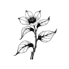 Detailed botanical illustration of a flowering plant with intricate details for natural design projects and artful decorations