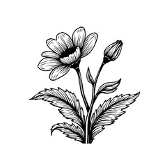 Detailed botanical illustration: Elegant floral drawing featuring a blooming flower and bud with intricate leaf details suitable background
