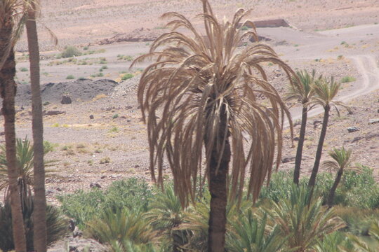 Palm Tree in the Desert