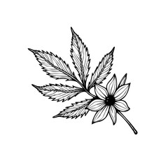 Botanical illustration of a flower and leaves showcases the natural beauty in intricate detail and elegant design