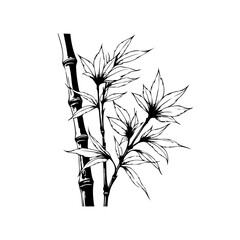 Elegant bamboo stem illustration with delicate leaves a serene botanical art evoking tranquility and nature's beauty
