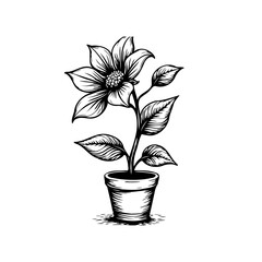 Elegant hand drawn flower in a pot showcasing botanical illustration and natural beauty for design projects