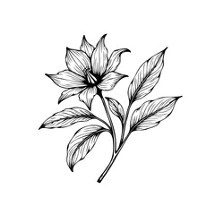 Detailed botanical illustration showcasing a blooming flower with intricate line work and delicate leaf patterns elegantly designed