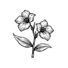 Elegant floral botanical illustration showcasing delicate flowers and leaves in a minimalist art style drawing
