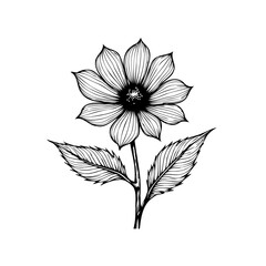Detailed floral botanical illustration showcasing intricate line art of a daisy flower for artistic designs