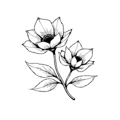 Elegant floral illustration of two blooming flowers with intricate details perfect for spring designs