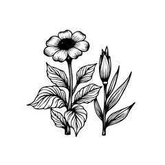 Elegant botanical illustration featuring a delicate flower and a closed bud conveying floral beauty