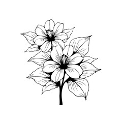 Elegant botanical drawing of blooming flowers with detailed petals and leaves in monochrome design for decoration