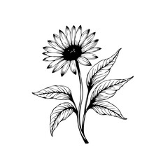 Elegant hand drawn botanical illustration of a sunflower with leaves presenting minimalistic aesthetic art piece
