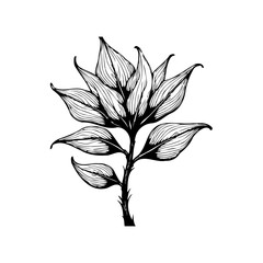 Detailed botanical illustration: intricate black and white floral design with artistic leaf patterns and striking visual
