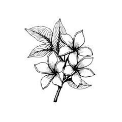 Elegant botanical illustration featuring frangipani flowers and leaves in a minimalist black and white design perfect for graphic design