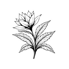 Exquisite floral botanical drawing displaying detailed linework of petals and leaves in simplistic style design for graphic purposes