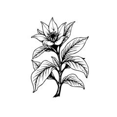 Elegant hand drawn floral illustration displaying a beautiful flower with detailed petals and leaves