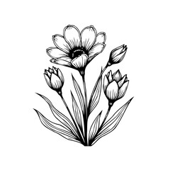 Detailed floral ink drawing displaying blooming flower and unopened buds in elegant botanical illustration