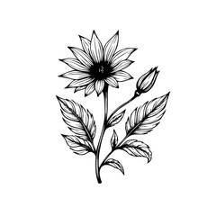 Elegant botanical illustration of a sunflower with leaves and bud for nature enthusiasts and designers alike