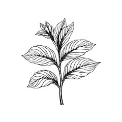 Botanical illustration of a plant branch with detailed leaves in monochrome drawing suitable for decorative purposes and design elements