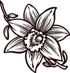 Hand drawn vanilla flower with leaves isolated on white background detailed botanical sketch illustration