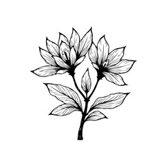 Detailed botanical illustration displaying delicate flower blossoms and graceful leaves, creating a timeless elegance